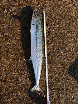 香住東港外向け防波堤にて朝マズメのナブラうちでサワラがヒット