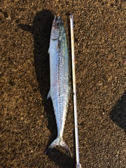 香住東港外向け防波堤にて朝マズメのナブラう…