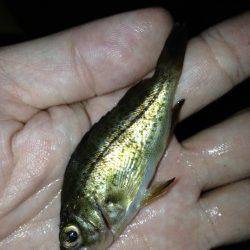 谷川アジング、豆アジの猛アタック&カマスの群れにもあたりました