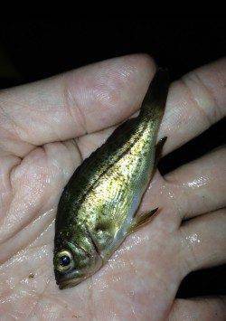 谷川アジング、豆アジの猛アタック&カマスの群れにもあたりました