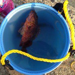 夕方から佐分利川河口へ〜良型のキスとガシラ