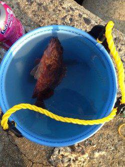 夕方から佐分利川河口へ〜良型のキスとガシラ