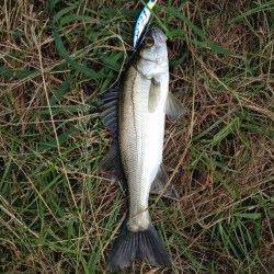 早瀬周辺にて朝〜昼ハマチがトップで！　夕間詰めはシーバス♪