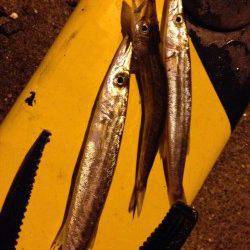 谷川アジング、豆アジの猛アタック&カマスの群れにもあたりました