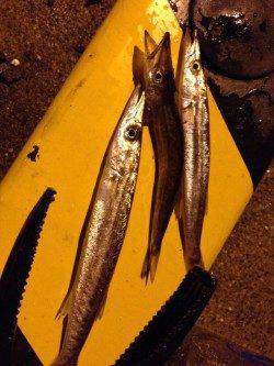 谷川アジング、豆アジの猛アタック&カマスの群れにもあたりました