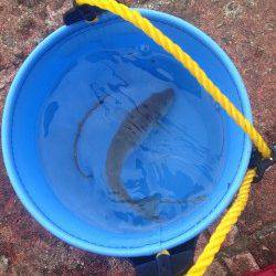 夕方から佐分利川河口へ〜良型のキスとガシラ