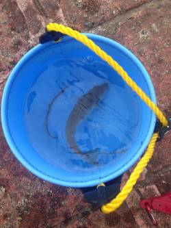 夕方から佐分利川河口へ〜良型のキスとガシラ…