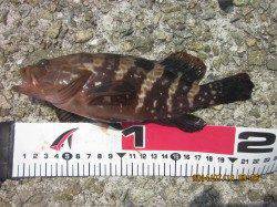 胴突仕掛けで根魚狙い、ガシラとお目当てのアコウが釣れて大満足