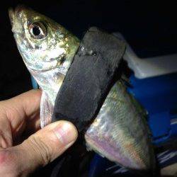 深日漁港へアジング調査！ アクションからの長めステイが有効　