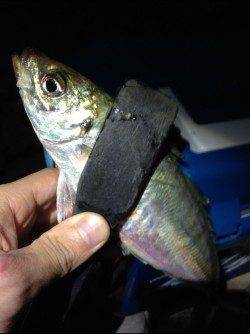 深日漁港へアジング調査！ アクションからの長めステイが有効　