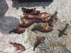 胴突仕掛けで根魚狙い、ガシラとお目当てのアコウが釣れて大満足