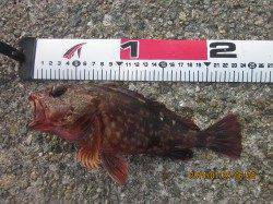 落とし込みでガシラ・ベラ、餌取りのフグが多かったです