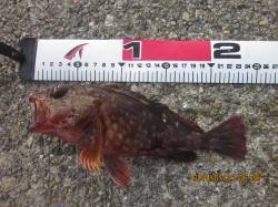 落とし込みでガシラ・ベラ、餌取りのフグが多…