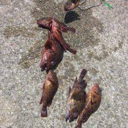 落とし込みでガシラ・ベラ、餌取りのフグが多かったです