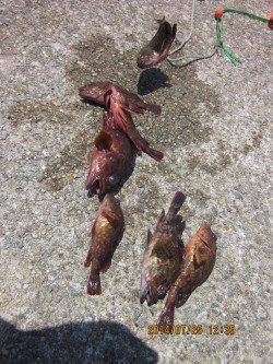 落とし込みでガシラ・ベラ、餌取りのフグが多かったです