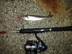 舞洲周辺アジングで中々掛らんのが納得…の豆サイズのアジ