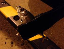 泉南エリアで豆アジバトル〜小島・谷川・深日…