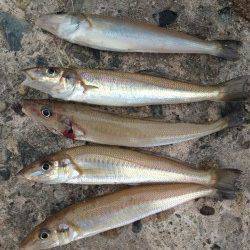 本荘人工島で引き釣り　まだ良型キスいます！