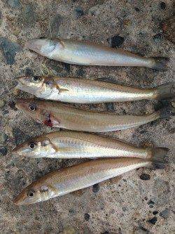 本荘人工島で引き釣り　まだ良型キスいます！