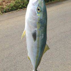 早瀬周辺にて朝〜昼ハマチがトップで！　夕間詰めはシーバス♪