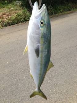 早瀬周辺にて朝〜昼ハマチがトップで！　夕間…