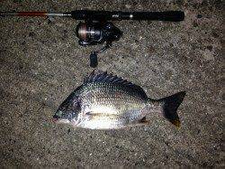 舞洲でチニング釣行　キビレの活性は高め