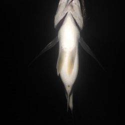 汐見埠頭周辺フォールでヒット楽しいです！〜チニングにGOGO