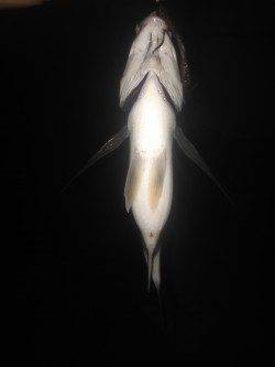 汐見埠頭周辺フォールでヒット楽しいです！〜チニングにGOGO