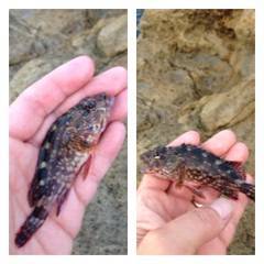 夕日港にてサビキ&胴付&タコ狙い