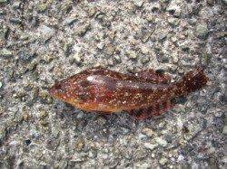 大蔵海岸大サバ狙いは不発…胴突とサビキでアイナメなど