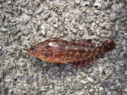 大蔵海岸大サバ狙いは不発…胴突とサビキでア…