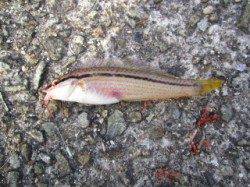 大蔵海岸大サバ狙いは不発…胴突とサビキでアイナメなど