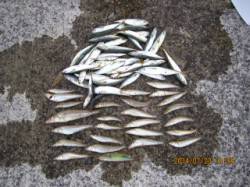 須磨海岸でキス狙い〜近投で手返しよく釣りま…