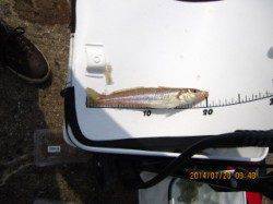 須磨海岸でキス狙い〜近投で手返しよく釣りました