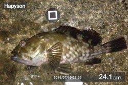 舞洲アジングでキビレ・ガシラ〜豆アジむつかしいです…>_<…