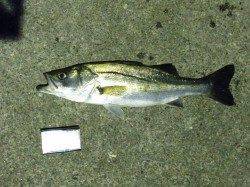 大島の漁港付近にて電気浮き釣り〜3時間でシーバス3匹釣れました