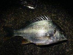 うなぎ狙いで紀ノ川へ〜セイゴ・キビレなどゲスト多く楽しめました