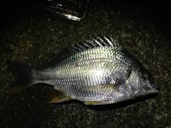 うなぎ狙いで紀ノ川へ〜セイゴ・キビレなどゲ…