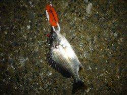 高砂埋立地　チニング釣行もキビレの釣果