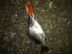 高砂埋立地　チニング釣行もキビレの釣果