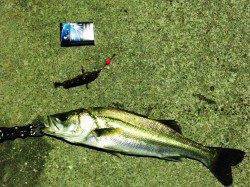 大島の漁港付近にて電気浮き釣り〜3時間でシーバス3匹釣れました