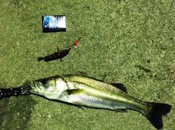 大島の漁港付近にて電気浮き釣り〜3時間でシ…