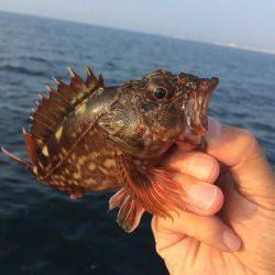 朝一渡船で神戸沖堤へ、ナブラもたっていて大鯖GET