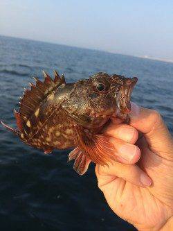 朝一渡船で神戸沖堤へ、ナブラもたっていて大鯖GET