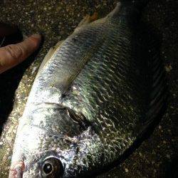 アジングタックルで淀川チニングゲーム♪