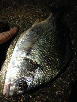 アジングタックルで淀川チニングゲーム♪