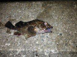 舞洲　キビレ狙いのチニング釣行