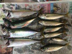 夜は田ノ浦周辺アジングでマアジ、昼はマリーナシティ飛ばしサビキでマルアジ