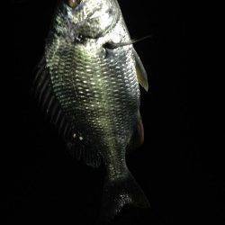 舞洲　キビレ狙いのチニング釣行