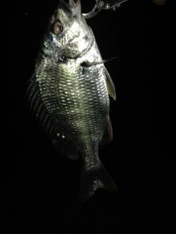 舞洲　キビレ狙いのチニング釣行